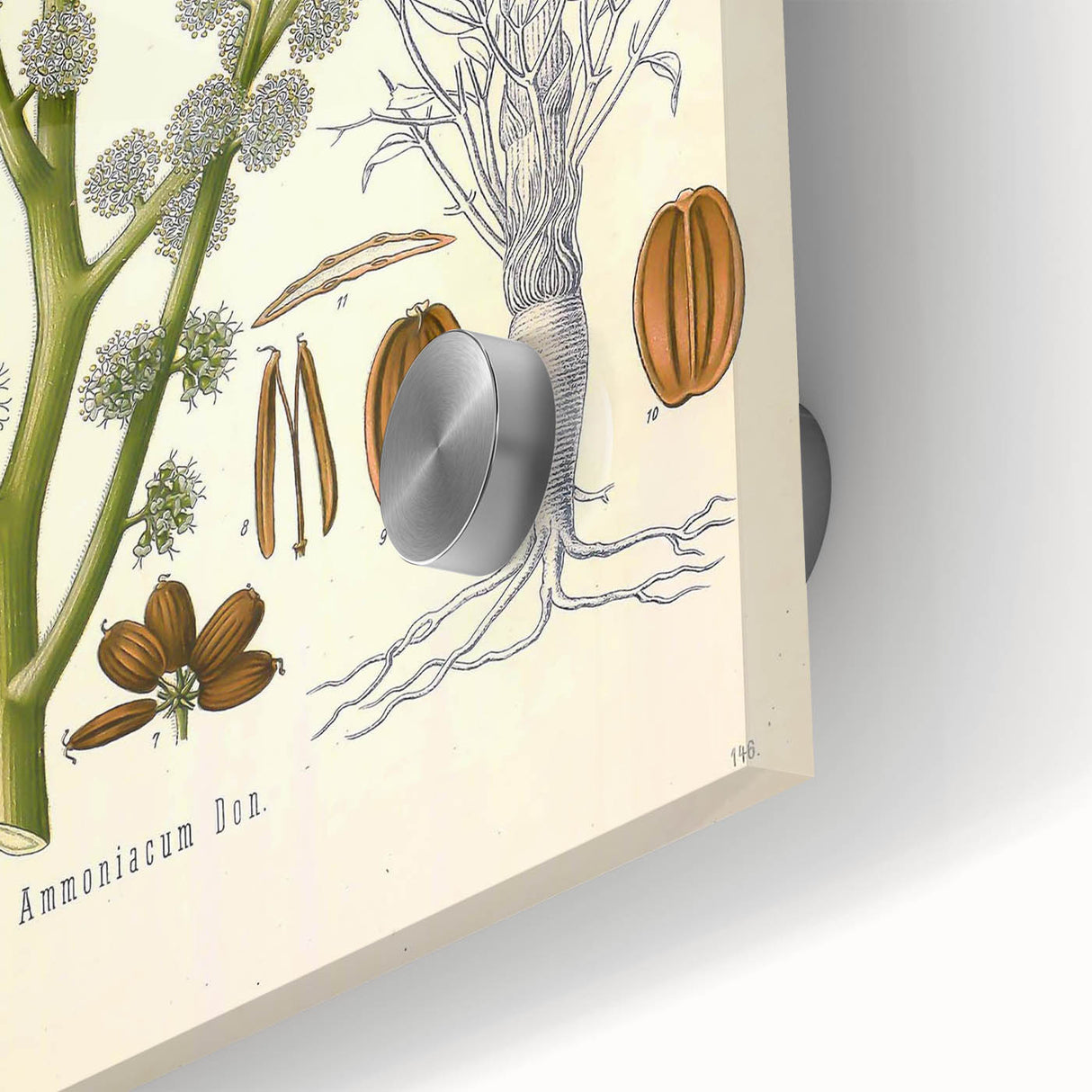 Vintage Botanical Illustration of Dorema Plant Art Print