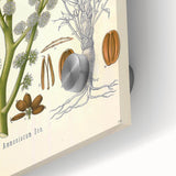 Vintage Botanical Illustration of Dorema Plant Art Print