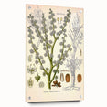 Vintage Botanical Illustration of Dorema Plant Art Print