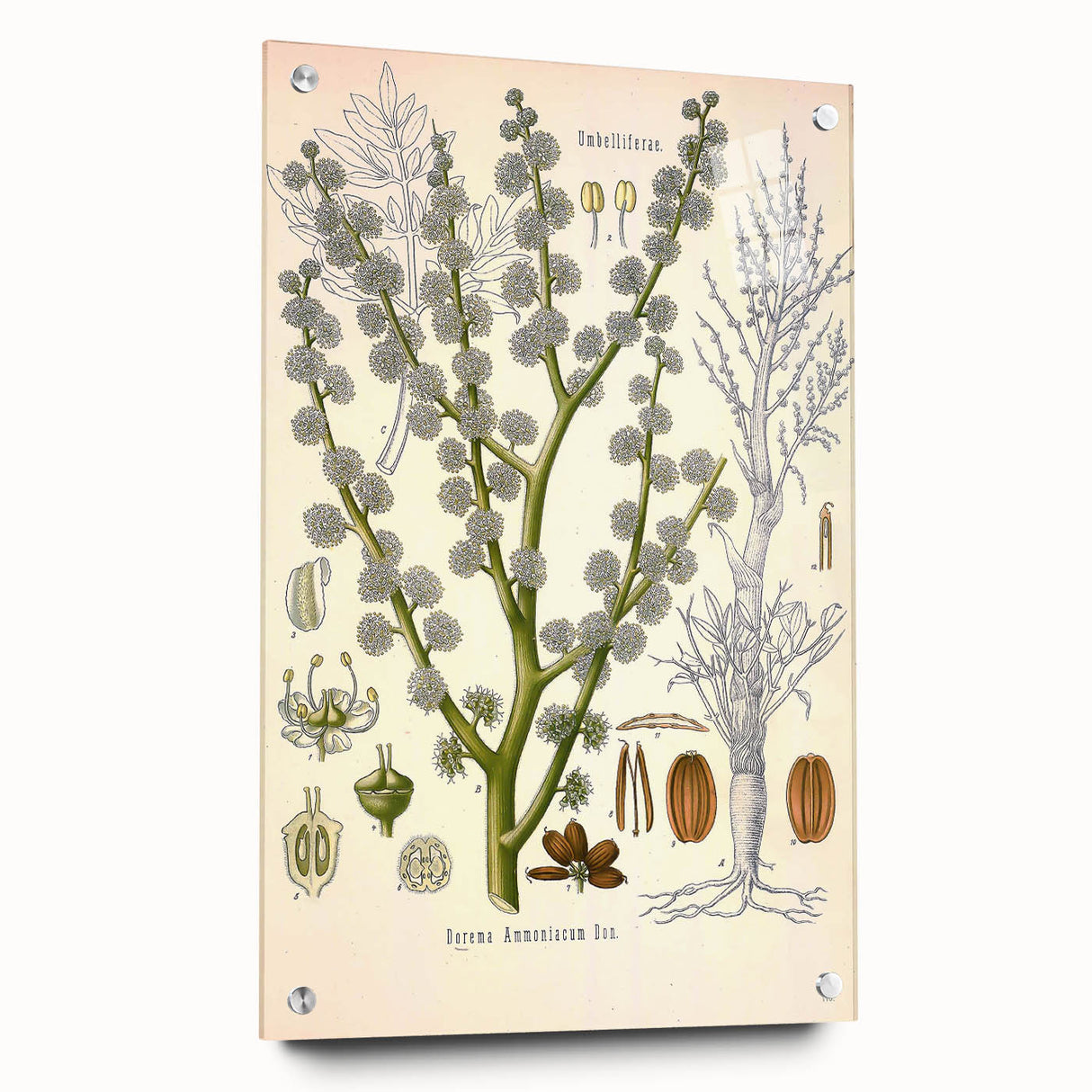 Vintage Botanical Illustration of Dorema Plant Art Print