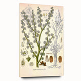 Vintage Botanical Illustration of Dorema Plant Art Print