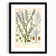 Vintage Botanical Illustration of Dorema Plant Art Print