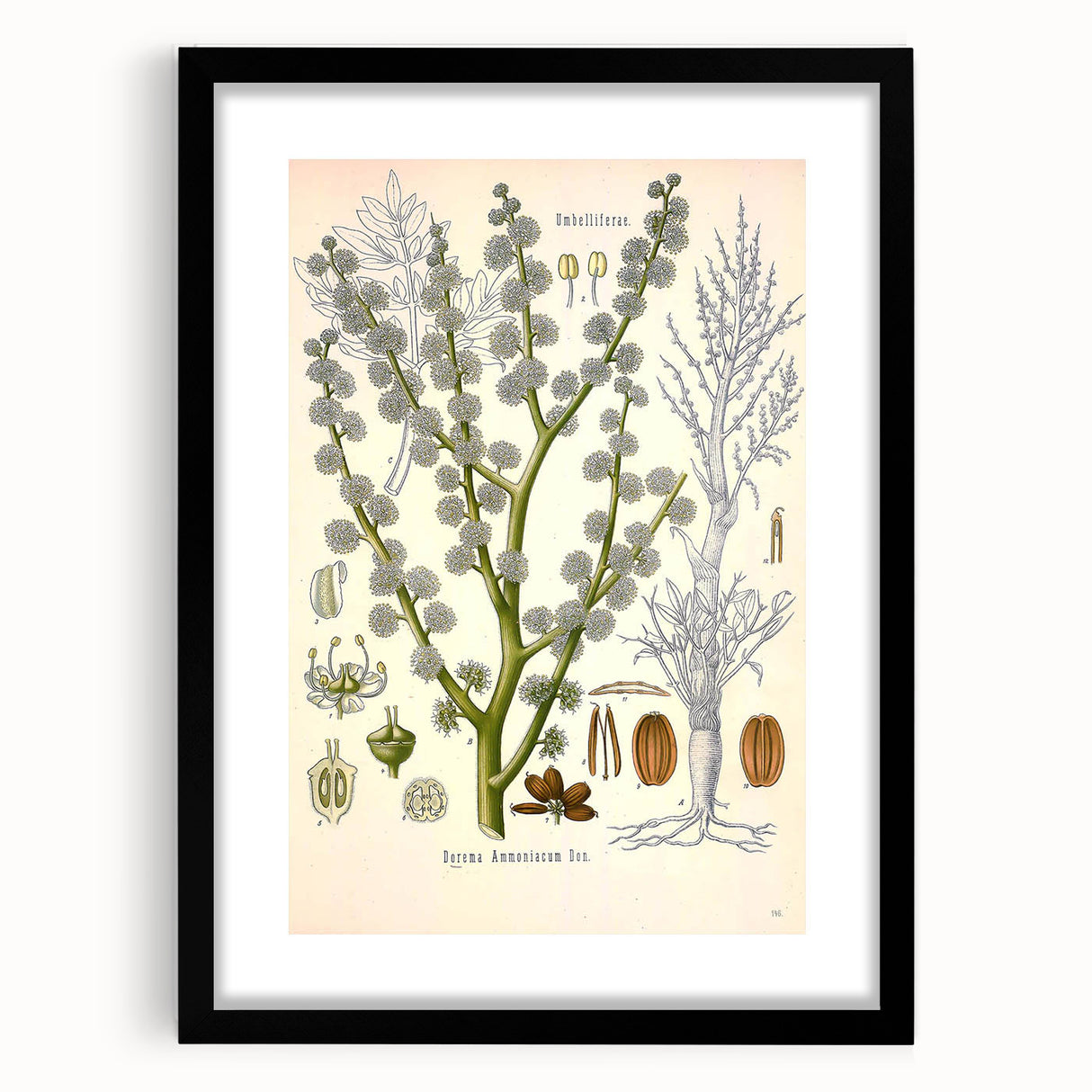 Vintage Botanical Illustration of Dorema Plant Art Print