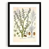Vintage Botanical Illustration of Dorema Plant Art Print