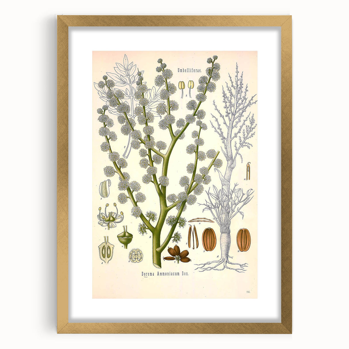 Vintage Botanical Illustration of Dorema Plant Art Print