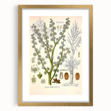 Vintage Botanical Illustration of Dorema Plant Art Print