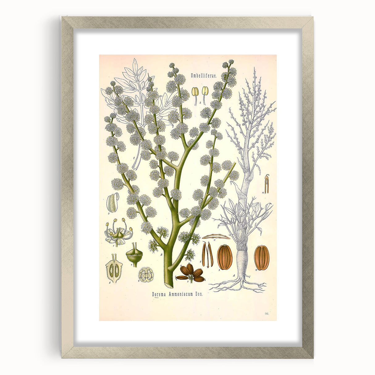 Vintage Botanical Illustration of Dorema Plant Art Print
