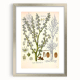 Vintage Botanical Illustration of Dorema Plant Art Print