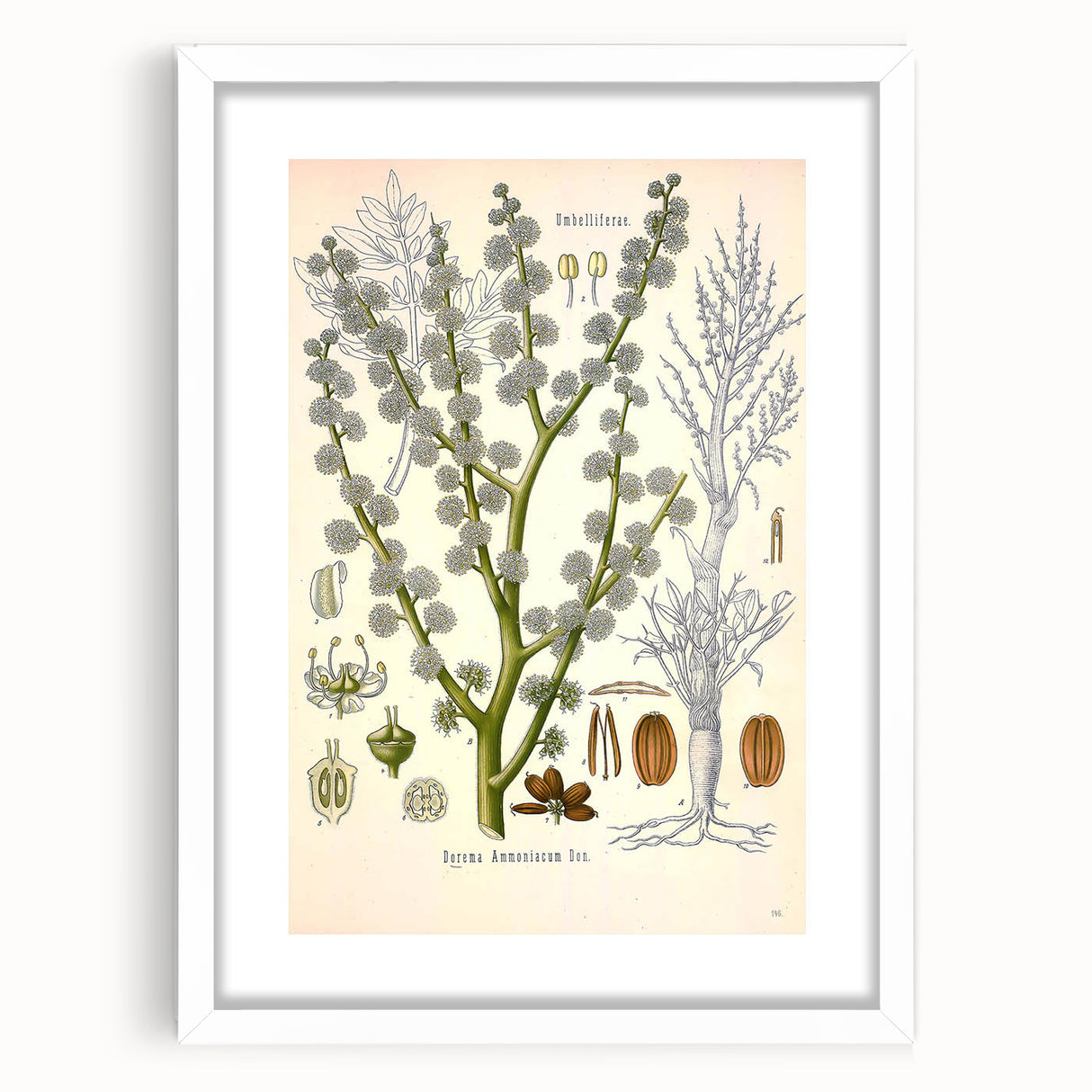 Vintage Botanical Illustration of Dorema Plant Art Print