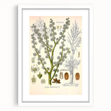 Vintage Botanical Illustration of Dorema Plant Art Print