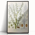Vintage Botanical Illustration of Dorema Plant Art Print