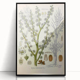 Vintage Botanical Illustration of Dorema Plant Art Print