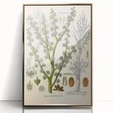 Vintage Botanical Illustration of Dorema Plant Art Print