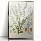 Vintage Botanical Illustration of Dorema Plant Art Print