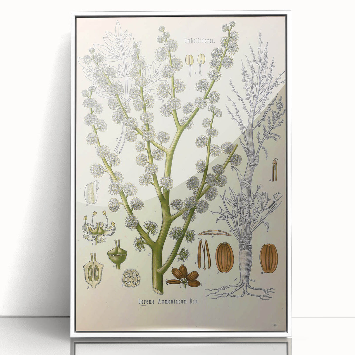 Vintage Botanical Illustration of Dorema Plant Art Print