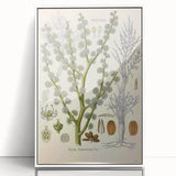 Vintage Botanical Illustration of Dorema Plant Art Print