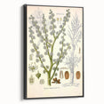 Vintage Botanical Illustration of Dorema Plant Art Print