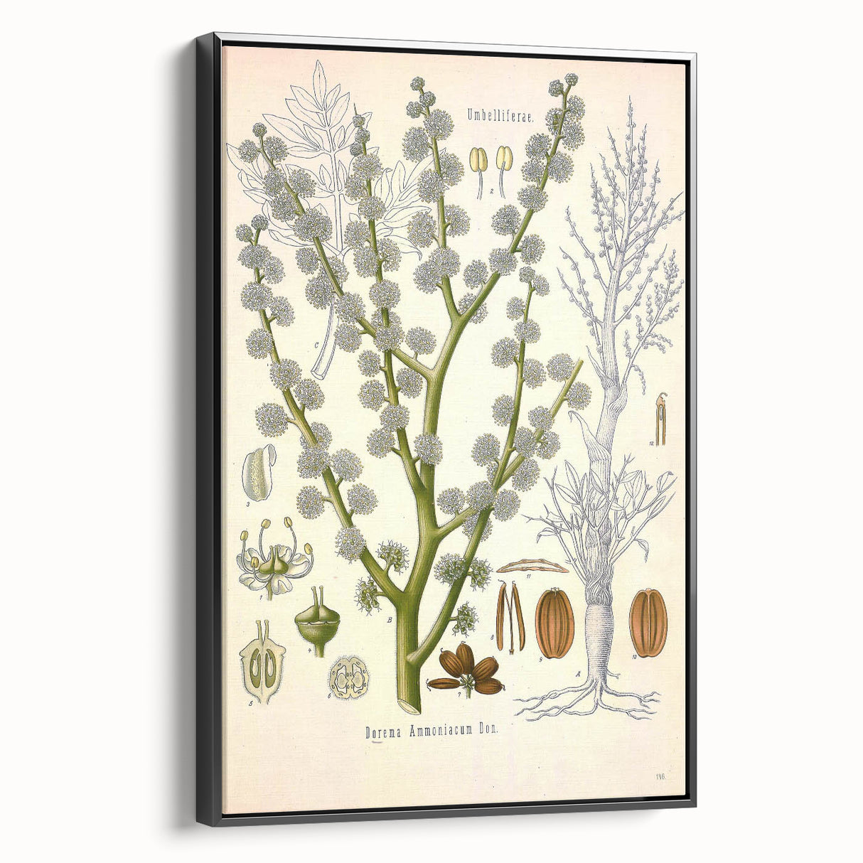 Vintage Botanical Illustration of Dorema Plant Art Print