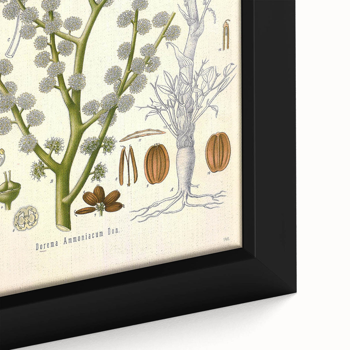 Vintage Botanical Illustration of Dorema Plant Art Print