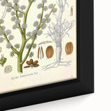 Vintage Botanical Illustration of Dorema Plant Art Print