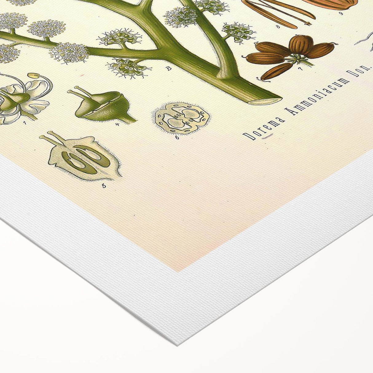Vintage Botanical Illustration of Dorema Plant Art Print