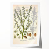 Vintage Botanical Illustration of Dorema Plant Art Print