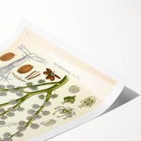 Vintage Botanical Illustration of Dorema Plant Art Print