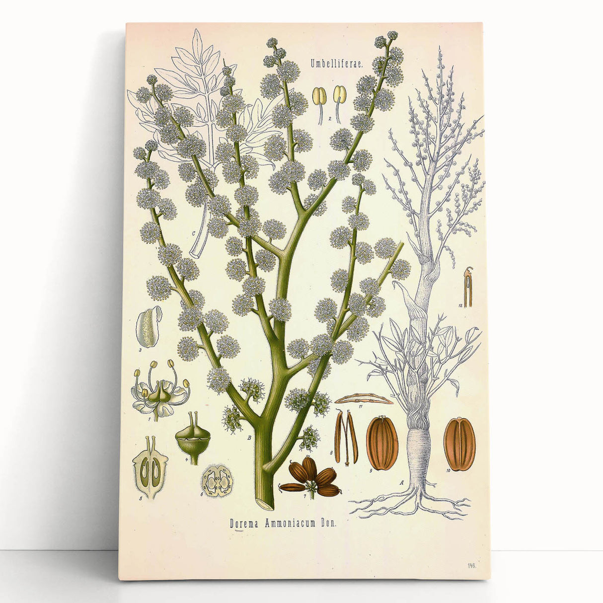 Vintage Botanical Illustration of Dorema Plant Art Print