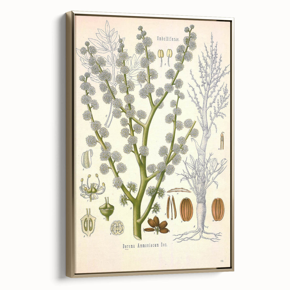Vintage Botanical Illustration of Dorema Plant Art Print