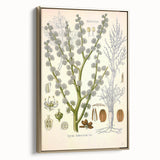 Vintage Botanical Illustration of Dorema Plant Art Print