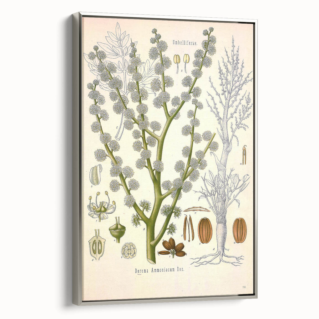 Vintage Botanical Illustration of Dorema Plant Art Print