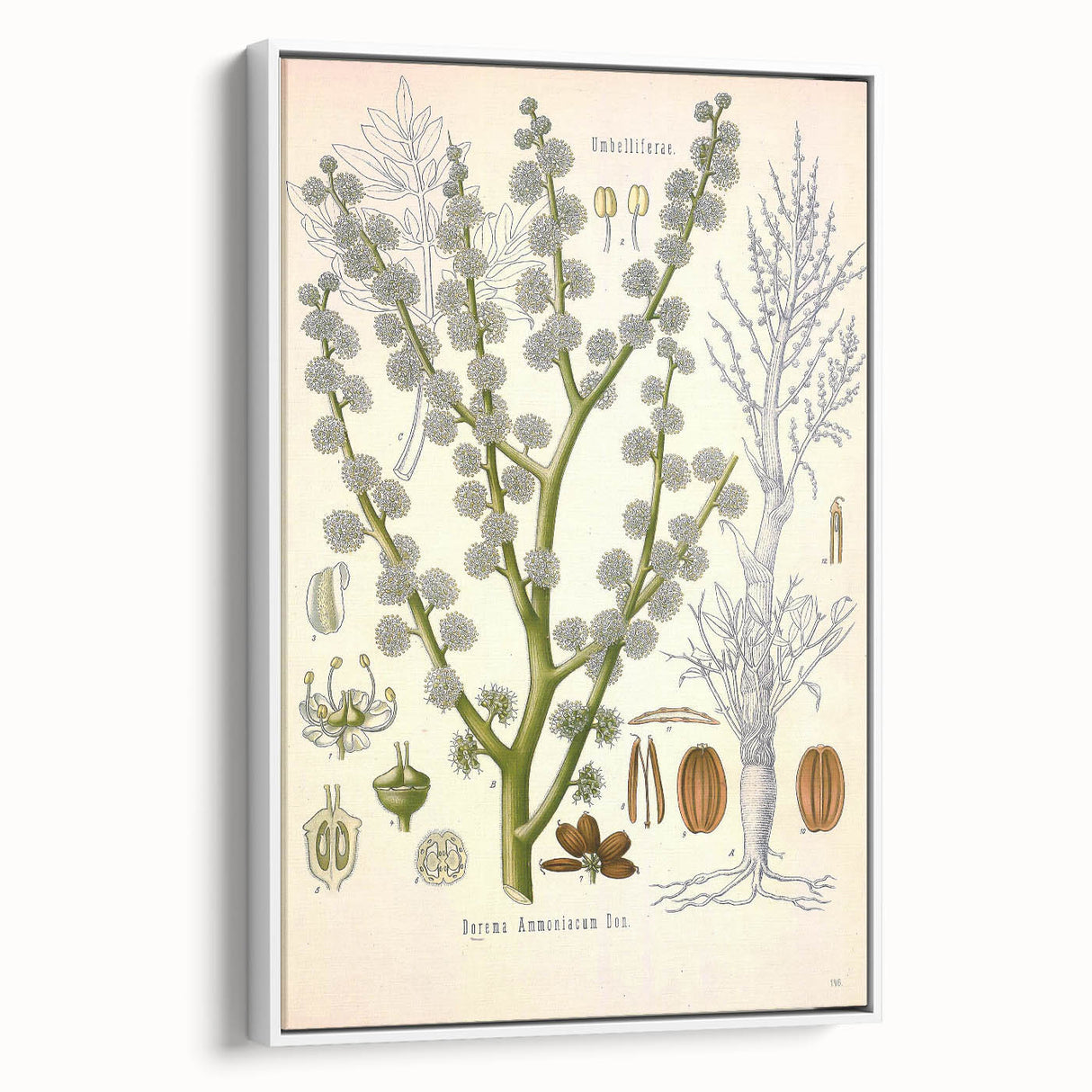 Vintage Botanical Illustration of Dorema Plant Art Print