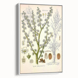 Vintage Botanical Illustration of Dorema Plant Art Print