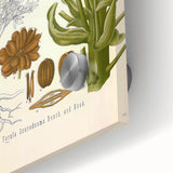 Vintage Botanical Illustration of Ferula Plant Art Print