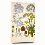Vintage Botanical Illustration of Ferula Plant Art Print