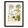 Vintage Botanical Illustration of Ferula Plant Art Print