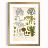 Vintage Botanical Illustration of Ferula Plant Art Print