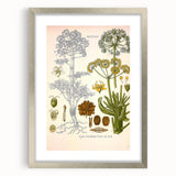 Vintage Botanical Illustration of Ferula Plant Art Print