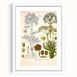 Vintage Botanical Illustration of Ferula Plant Art Print