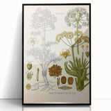 Vintage Botanical Illustration of Ferula Plant Art Print