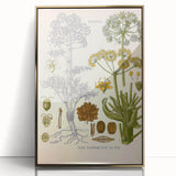 Vintage Botanical Illustration of Ferula Plant Art Print