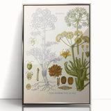 Vintage Botanical Illustration of Ferula Plant Art Print