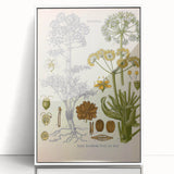 Vintage Botanical Illustration of Ferula Plant Art Print