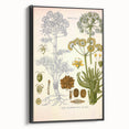 Vintage Botanical Illustration of Ferula Plant Art Print