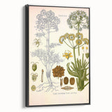 Vintage Botanical Illustration of Ferula Plant Art Print
