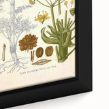 Vintage Botanical Illustration of Ferula Plant Art Print