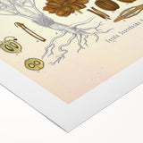 Vintage Botanical Illustration of Ferula Plant Art Print