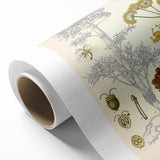 Vintage Botanical Illustration of Ferula Plant Art Print