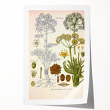 Vintage Botanical Illustration of Ferula Plant Art Print