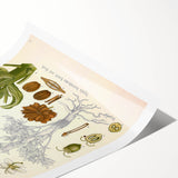 Vintage Botanical Illustration of Ferula Plant Art Print